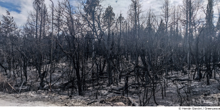 アルゼンチンの森林火災現場