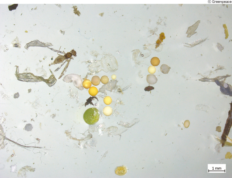 グリーンピースがライン川の水から採取したマイクロプラスチックの顕微鏡画像。2020年12月。