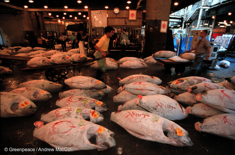 三菱商事が便宜置籍船によって漁獲されたマグロを取り扱わないと発表