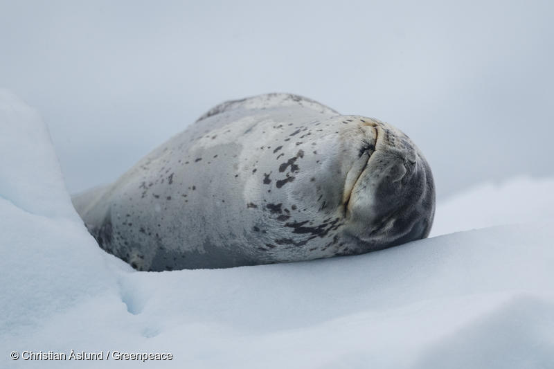 南極沖に世界最大の海洋保護区設置