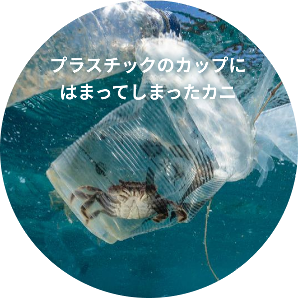 プラスチックのカップにはまってしまったカニ